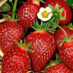 Саженец Agro-Market Клубника Клер (Clery) (ранний срок созревания, очень большие красивые ягоды) 5 шт. в упаковке (25800)