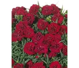Саджанець Agro-Market Гвоздика Махрова Sunflor Desire (контейнер № 10 висота 10 см) (50331) 1 шт. в упаковці