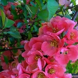 Саджанець Agro-Market Хеномелес (Айва японська) Pink Lady (49491)