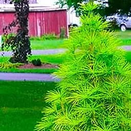 Саджанець Agro-Market Сціадопітіс мутовчастий (японська зонтична ялиця) С2 (71767)