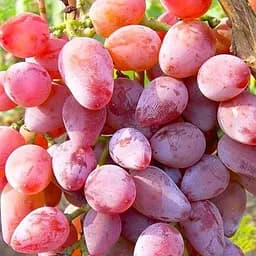 Саджанець Agro-Market Виноград Супер Ляля (хрустка, солодка м'якоть гармонійного смаку, ранній) 1 шт. в пакуванні (63760)