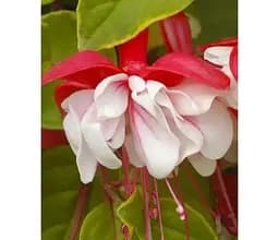 Саджанець Agro-Market Фуксія кущова General Monk Rot-Weiss (183579) 1 шт. в упаковці