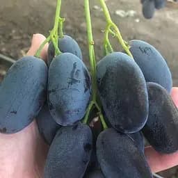 Саджанець Agro-Market Виноград Пам'яті Броніслава (велика, соковита, солодка, хрустка м'якоть) 1 шт. в пакуванні (101882)