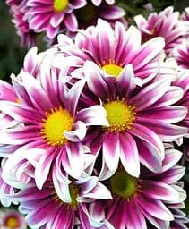 Саженец Agro-Market Хризантема Садовая Fanfan Light (высота 30-50 см) (174709) 1 шт. в упаковке