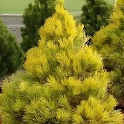 Сосна привитая Agro-Market 2-х летняя густоцветковая Aurea С2 высота 30-40 см 187460 1 саженец в упаковке