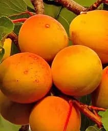 Саджанець Agro-Market Абрикос Авіатор (великоплідний, літній сорт, середній термін дозрівання) 1 шт. в упаковці (71927)