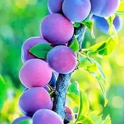 Саджанець Agro-Market Слива Валор (осінній сорт, пізній термін дозрівання) (23470) 1 шт. в упаковці