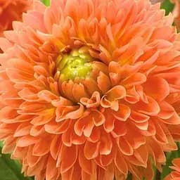 Жоржина "Orange Impact" (176030) 1 шт