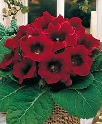 Клубень Agro-Market Глоксиния Defiance 1 шт. в упаковке (176842)