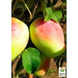 Саджанець Agro-Market Яблуня Синап Алма-Атинський укорінена в контейнері (саджанець 2 роки) (153220) - мініатюра 4