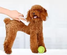 Машинка для стриження тварин Xiaomi Pawbby Pet Shaver (MG-HC001) біла - мініатюра 2