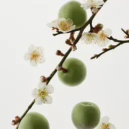 Освіжаючий тонік Зелена слива Beauty of Joseon Green Plum Refreshing Toner AHA + BHA 150 мл - мініатюра 9
