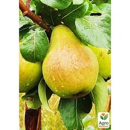 Саджанець Agro-Market Груша Рікс укорінена в контейнері (саджанець 2 роки) (153292) - мініатюра 2