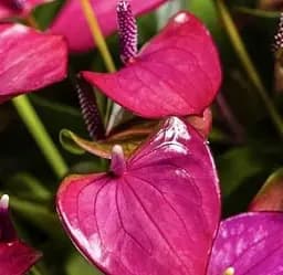 Саженец Agro-Market Антуриум (Anthurium) Baby Purple (112462) 1 шт. в упаковке (комнатный)