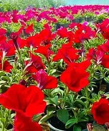 Сурфінія Dark Red (контейнер №10 висота 10-15 см) Agro-Market 1 саджанець в упаковці (48001) - мініатюра 3