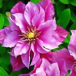 Саджанець Agro-Market Клематис Piilu (15859)