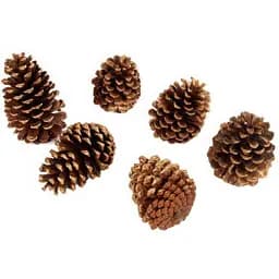 Набір декоративних шишок Lefard 6 шт (801-578)