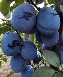 Саженец Agro-Market Слива Чачакская ранняя (летний сорт, ранний срок созревания) 1 шт. в упаковке (15796)