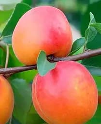 Саженец Agro-Market Абрикос Спринг Блаш (39873) 1 шт. в упаковке