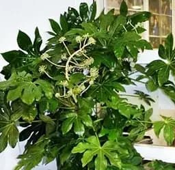 Саджанець Agro-Market Фатсія японська Fatsia Japonica (висота 20-30 см) (105548) 1 шт. в упаковці
