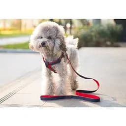 Шлея з повідцем для собак AnimAll Denim Leash Red, 28-38х1/120 см - мініатюра 4