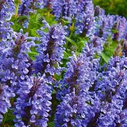 Котовник "Laguna Blue" (Nebula Fassen) (187780) 1 саженец в упаковке