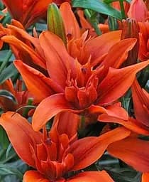 Луковица Agro-Market Лилия Махровая Red Twin 1 шт. в упаковке (176154)