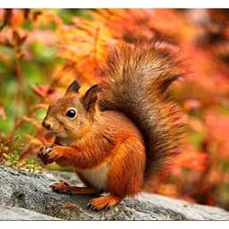 Алмазна мозаїка картини за номерами зі стразами на підрамнику "Білочка" 30*30 см (ME21354)