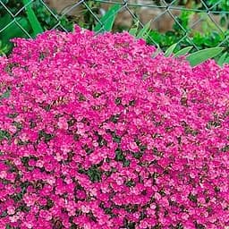 Саджанець Agro-Market Обрієта Red Cascade (контейнер Р9) (178559)