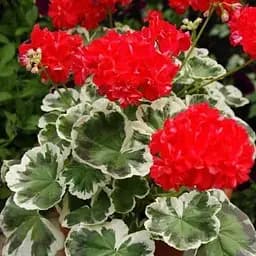 Пеларгония пестролистная "Oliver Welfare" (185481) 1 саженец