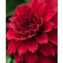 Луковица Agro-Market Георгина All Directions (гигантский цветок) (71976) 1 шт.