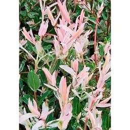 Саджанець Agro-Market Верба на штамбі Hakuro-nishiki (висота 80-100см) 1 шт. в упаковці (168005)