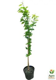 Саджанець Agro-Market Сакура 4-річна японська Канзан вазон С7.5 висота 180-210 см 1 шт. в упаковці (181138) - мініатюра 4