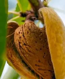 Саджанець Agro-Market Мигдаль солодкий Десертний (ранній термін дозрівання) 1 шт. в упаковці (64048)