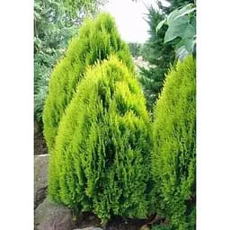 Саджанець Agro-Market Туя східна Aurea Nana (ком/сітка) висота 60-80 см 1 шт. в упаковці (179900)