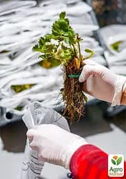 Саджанець Agro-Market Полуниця Дарселект (Darselect) (великоплідний сорт, середній термін дозрівання, ягоди транспортабельні) 5 шт. в пакуванні (71925) - мініатюра 2