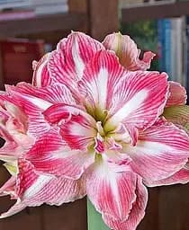 Цибулина Agro-Market Гіппеаструм махровий Pretty Nymph Амариліс 1 шт. в упаковці (118673)