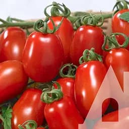 Томат Садиба Центр Колибри F1, 10 шт.