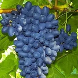 Саджанець Agro-Market Виноград кишмиш Європейська гордість (преміальний безсемянний сорт) 1 шт. в пакуванні (44775)