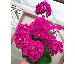 Саджанець Agro-Market Пеларгонія зональна Flower Fairy Berry (180057) 1 шт. в упаковці