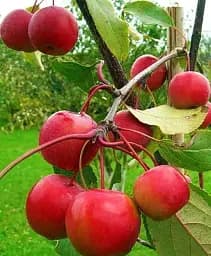 Саженец Agro-Market Яблоня Райское Яблочко (осенний сорт) 1 шт. в упаковке (15761)