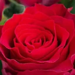 Троянда чайно-гібридна Agro-Market Родос саджанець класу АА+ вищий сорт 1 шт. в упаковці (181480)