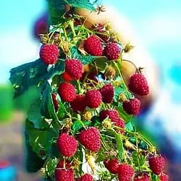 Саджанець Agro-Market Малинове дерево Столешник 1 шт. в пакуванні (37041)