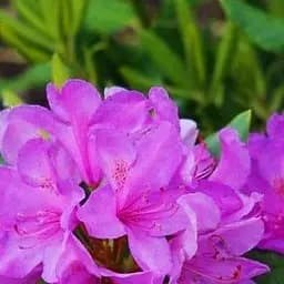 Саджанець Agro-Market Рододендрон катевбінський Боурзалт (Rhododendron Catawbiense Boursault) вазон Р13 (181753)