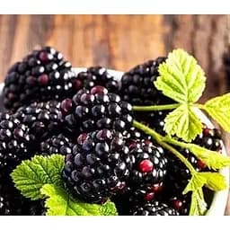 Саженец Agro-Market Ежевика Черная жемчужина (Black Pearl) (средне-ранний срок созревания, высокоурожайный, сладкий сорт) 1 саженец (176953)