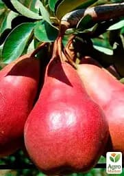 Саджанець Agro-Market Груша колоновидна Кармен (осінній сорт, середній термін дозрівання) 1 шт. в упаковці (52988) - мініатюра 2