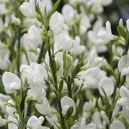 Саджанець Agro-Market Рокитник White Lion (цитисус) вазон С3 (181556)