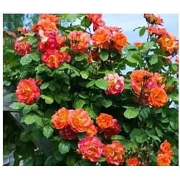 Роза в контейнере плетиста "Wonderful World" (саженец класса АА+) (180856) 1 саженец