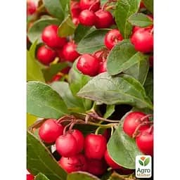 LMTD Гаультерія Agro-Market Big Berry із плодами (висота 15-25см) (182536) 1 саджанець в упаковці кімнатний  - мініатюра 2