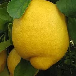 Саджанець Agro-Market Лимон Лисбон (44374) 1 шт. в упаковці